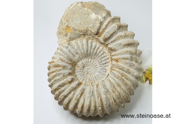 Ammonite versteinert 